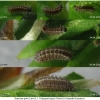 sat spini larva1 volg